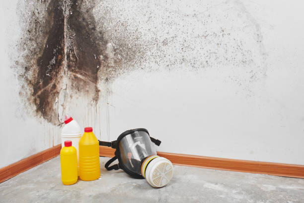 Best Attic Mold Removal  in Coral Hills, MD