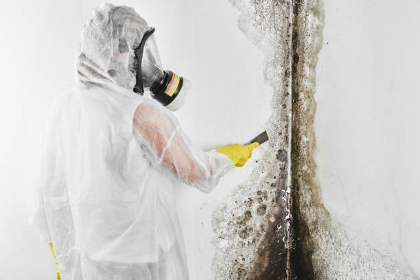 Best Residential Mold Removal  in Coral Hills, MD