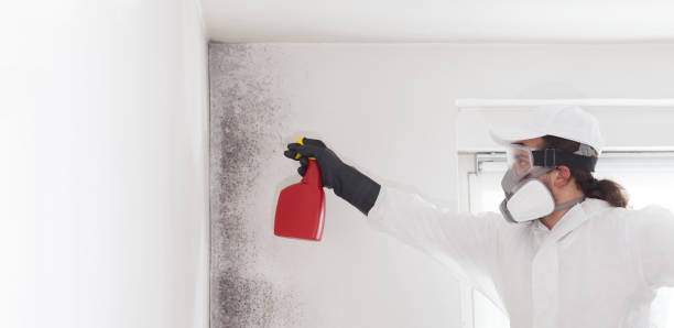 Best Mold Testing and Removal  in Coral Hills, MD