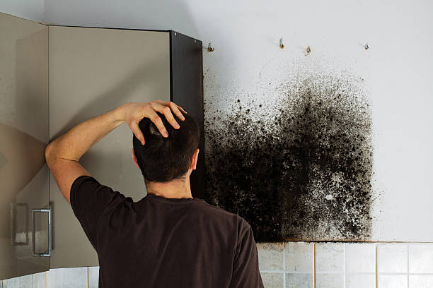 Best Commercial Mold Removal  in Coral Hills, MD